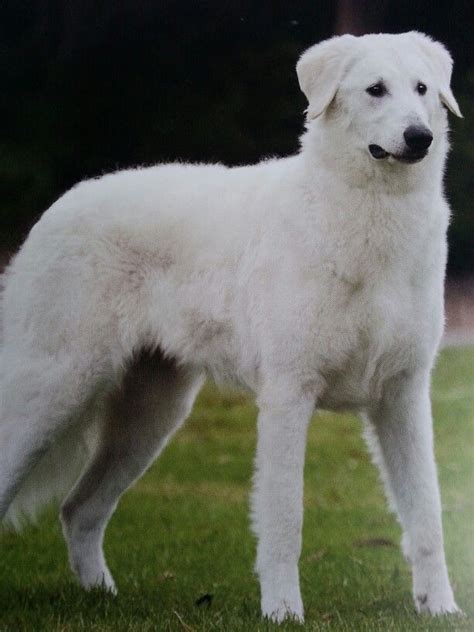 Kuvasz Kuvasz I Love Dogs Big Dogs