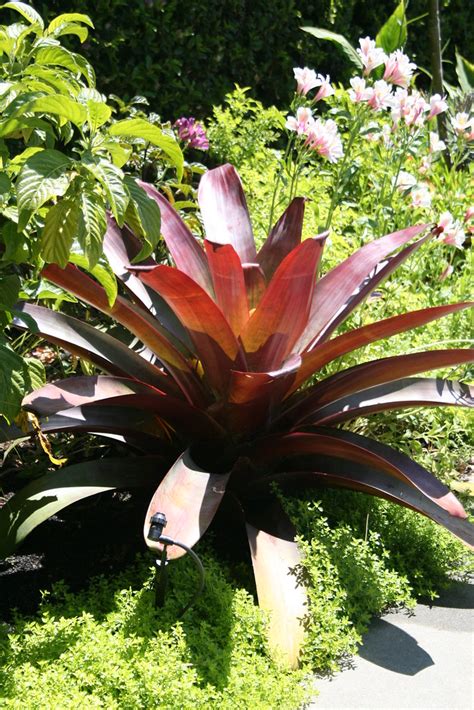 The Imperial Bromeliad Alacantarea Imperialis Rubra Hardy Flickr