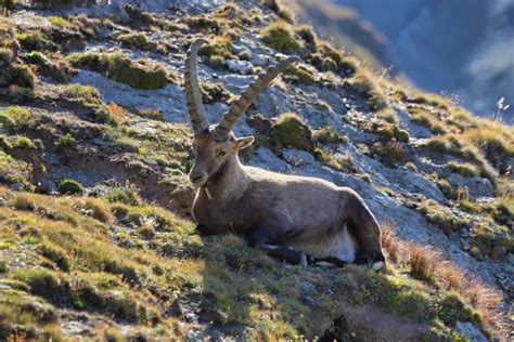 Ibex Wild Goat Profile: Origin, History, and Physical Characteristics