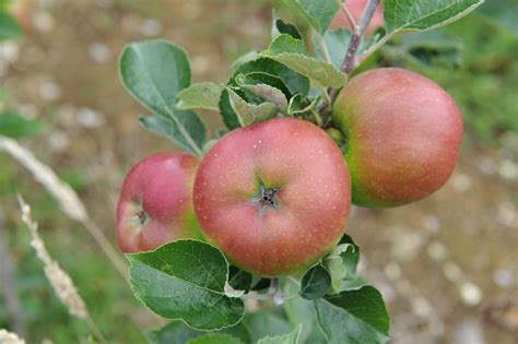 Bramley S Seedling Apple Tree Malus Domestica