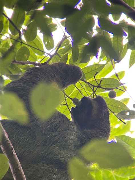 Extended Adventure: Sloths, Monkeys, and the Cathedral Trail - Updated