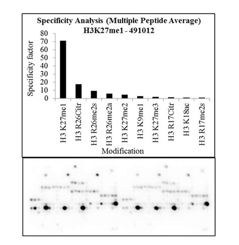 H3K27me1 Antibody (49-1012)