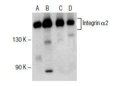 Integrin α2 ITGA2 CD49b抗体 C 9 SCBT Santa Cruz Biotechnology