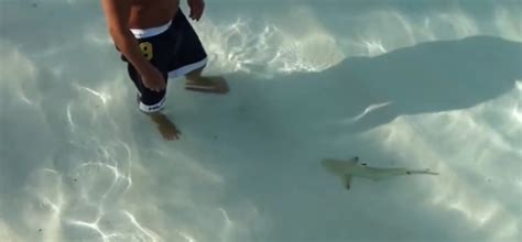 Maldives Baby Sharks Are Friendly. This Attack Shows They Have Teeth.