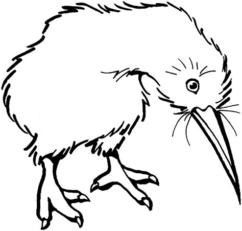 Outline Of The Kiwi - ClipArt Best