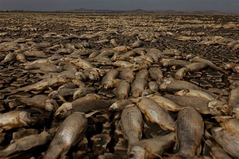 Intensa Sequ A En Chihuahua Deja Miles De Peces Muertos Fotos Grupo