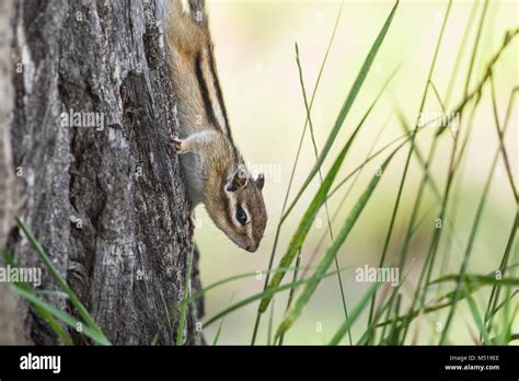 Chipmunk habitat hi-res stock photography and images - Alamy