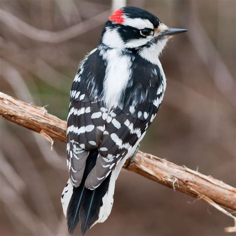 All 7 Woodpeckers In Ohio With Pictures Maps