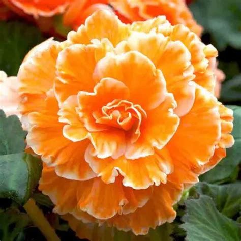 Begonia Tubers Buc Gradina Cu Bulbi