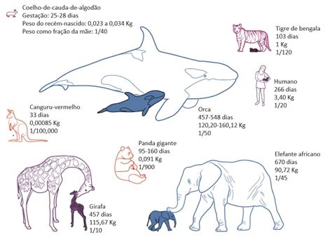 Qual O Peso De Um Elefante Adulto - Peso Do Elefante Recem Nascido Puff Elefante Mini Monde