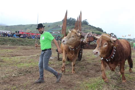 Domingo Cruz Gana El Vi Concurso De Manejo De Yuntas Celebrado En