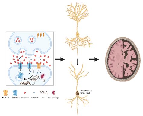 Hebbian Plasticity Links A To Tau In A Model Of Ad Left Panel