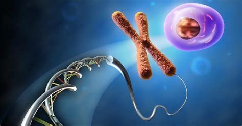 Chromosome 22: MedlinePlus Genetics