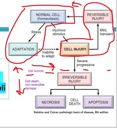 Cell Adaptations Flashcards Quizlet