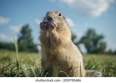 5,619 Funny gopher Images, Stock Photos & Vectors | Shutterstock