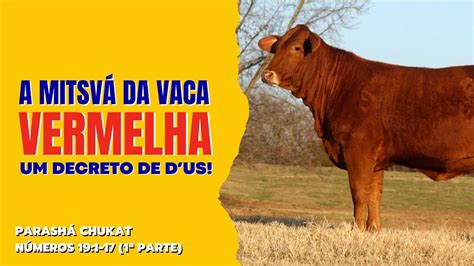 A MITSVÁ DA VACA VERMELHA UM DECRETO DE D US Números 19 1 17