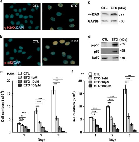 Eto Inhibits Act Cell Growth Ad Treatment Of Eto M For H