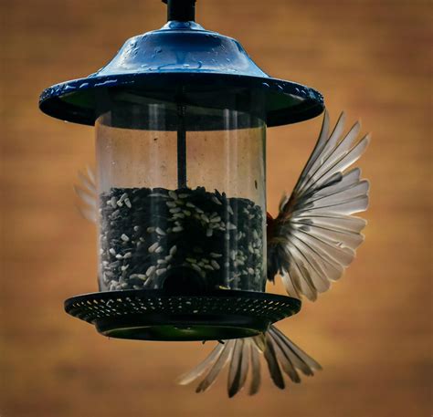 Bird Feeder Photos, Download The BEST Free Bird Feeder Stock Photos & HD Images