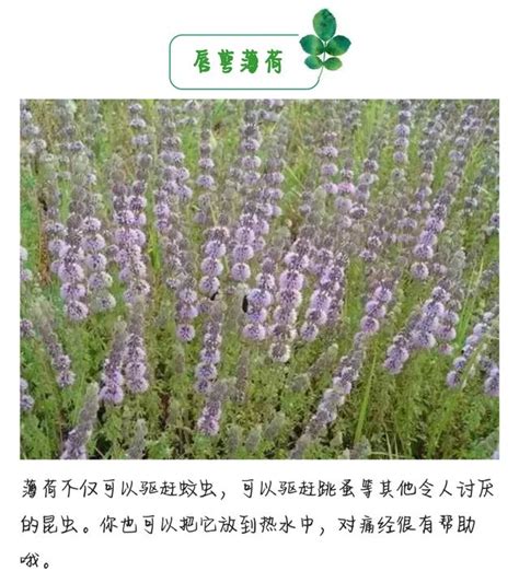 夏天快到了 必備驅蚊植物你不想養一盆麼？ 每日頭條