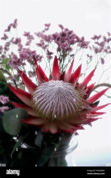 King Protea The Protea Cynaroides Property Released Stock Photo Alamy