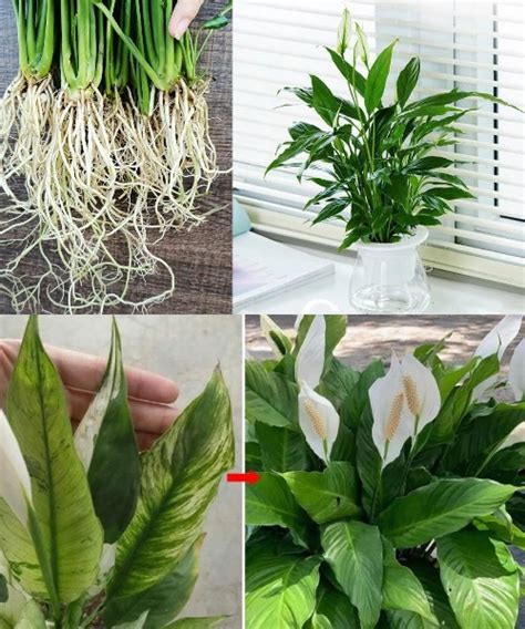 Como estimular o crescimento do spathiphyllum para que ele cresça