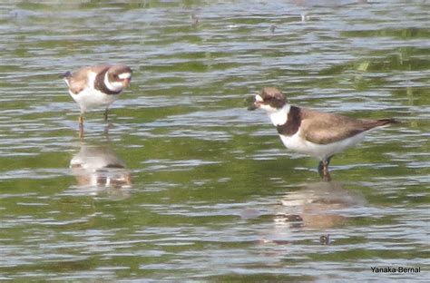 Semipalmated Plover – DE – 1000 Birds