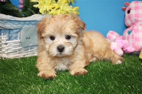 Morkie Puppies For Sale - Long Island Puppies