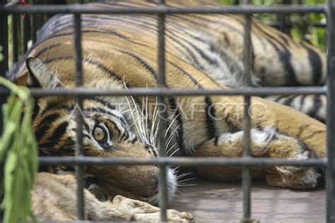 HARIMAU SUMATERA MASUK PERANGKAP ANTARA Foto