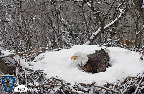 How Do Bald Eagles Keep Their Eggs Warm When Theyre Covered With Snow