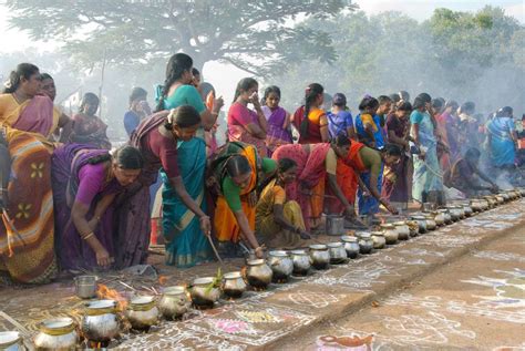 Photo Gallery: 13 Pongal Festival Pictures in Tamil Nadu