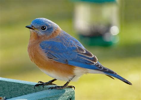 Eastern Bluebird male - FeederWatch