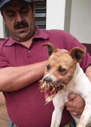 Cachorro Morde Ouri O E Ferido Mais De Cem Espinhos No Rs