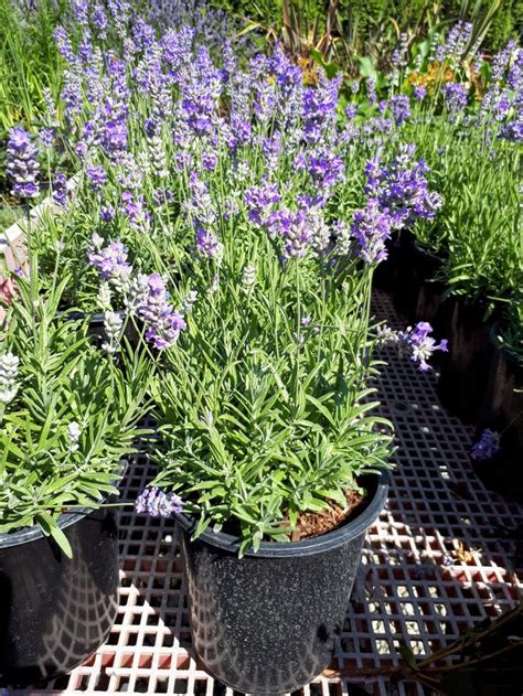 Lavandula Angustifolia Hidcote Perennials Plants Lavandula Angustifolia