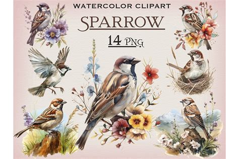 Watercolor Sparrow PNG Bundle Deeezy