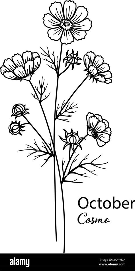 birth month flower  october  cosmo flower  printing engraving