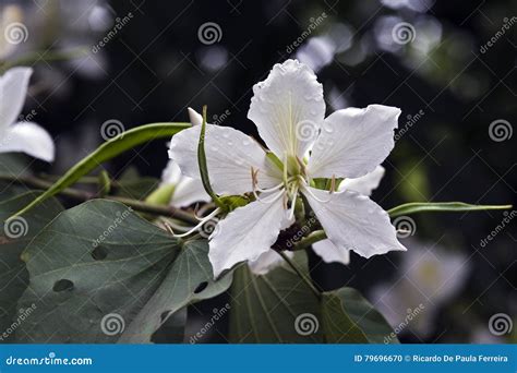 Brazilian Orchid Tree In Bloom Stock Photo Image Of Foliage