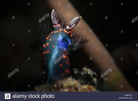 Nudibranch Nembrotha Milleri Juvenile Underwater Macro Photography