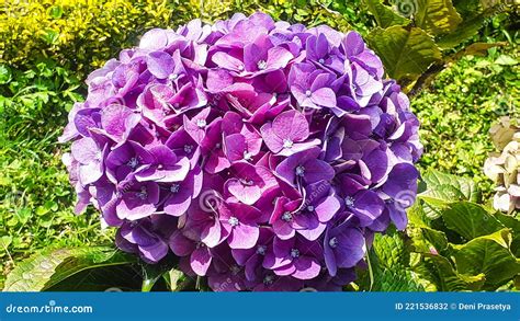 Captura De Pantalla Cerrada De Hermosas Flores De Hidrangea Foto De