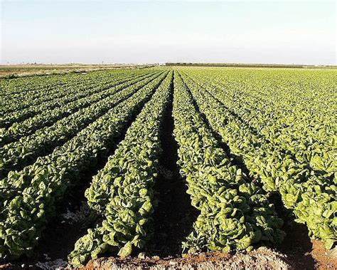 Frutas y hortalizas frescas máximo histórico en valor de enero a junio