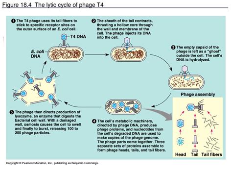 Ppt T4 Bacteriophage Infecting An E Coli Cell Powerpoint Presentation Id6127298