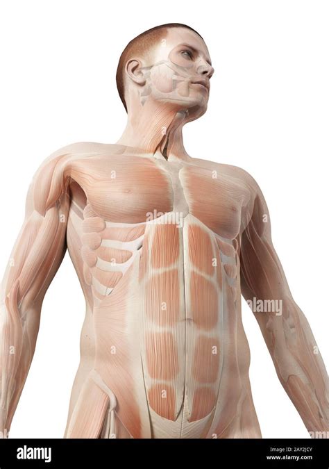 Medical 3d Illustration Male Muscle System Upper Body Stock Photo