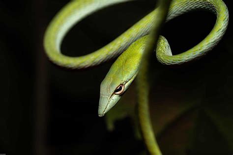 Asian Vine Snake Green Vine Snake Ahaetulla Nasuta Hd Wallpaper Pxfuel