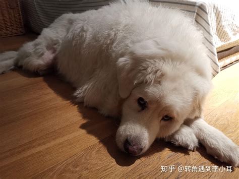 养一只大白熊犬是怎样一种体验？ 知乎