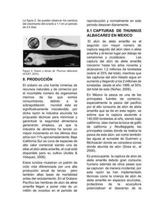 COMPOSICIÓN NUTRICIONAL Y PRODUCCIÓN DE ATÚN DE ALETA AMARILLA