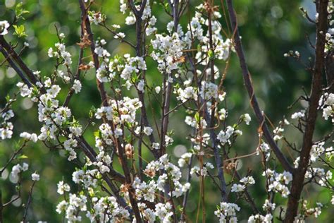 Alberi Fiori Bianchi Come Riconoscere Alberi Da Frutto Dai Loro