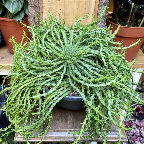 Euphorbia Flanaganii Medusas Head