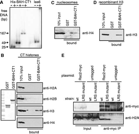 The Bah Ct1 Domain Of Rsc2 Interacts With Histone H3 A Gel Shift