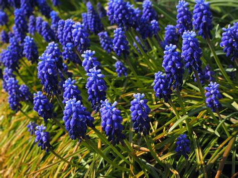 Free Images - muscari flowers blue 1117845