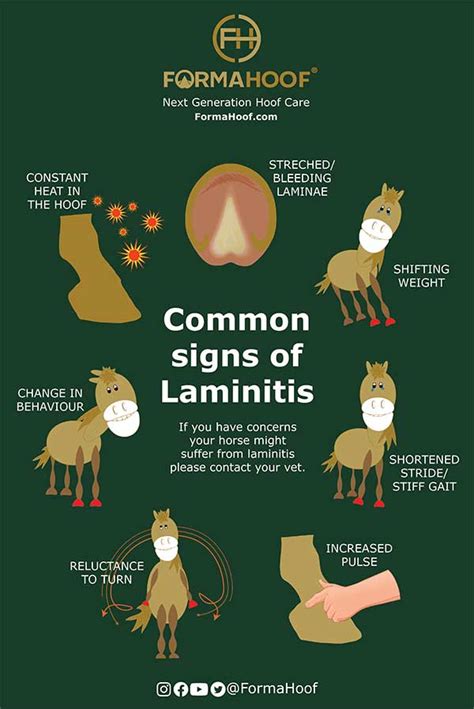 Laminitis Horse Recovery: Comprehensive Guide & Tips