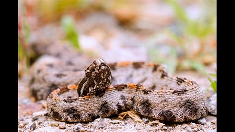 Your Guide To The Six Venomous Snakes In The Carolinas Wltx